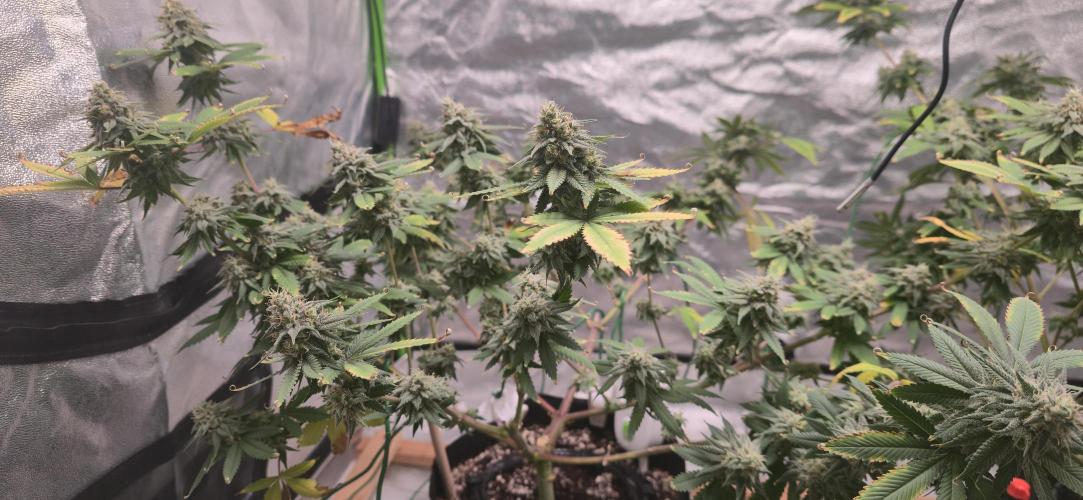 First Grow. Week 15 - 1/23 - Getting bigger