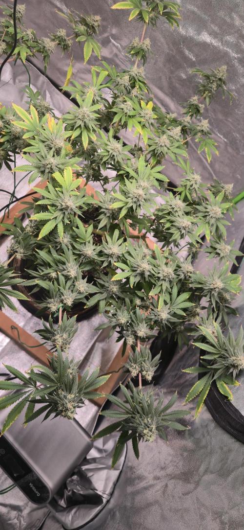 First Grow. Week 15 - 1//23