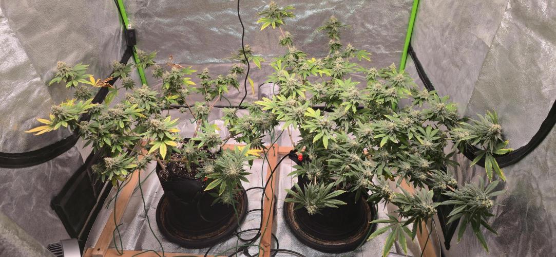 First Grow. Week 15 - 1/23