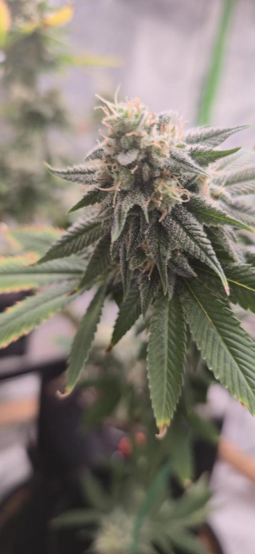 First Grow. Week 15 - 1/23