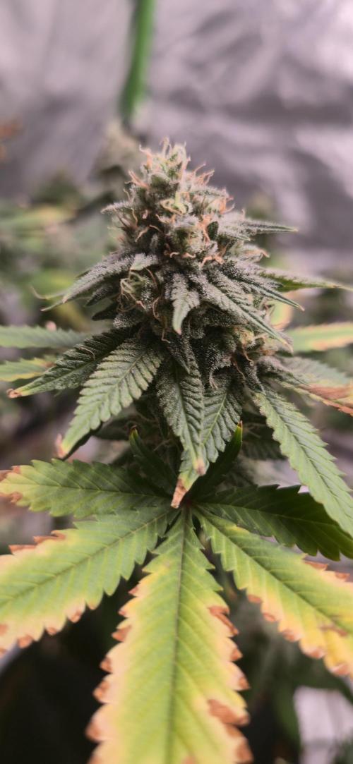 First Grow. Week 15 - 1/23