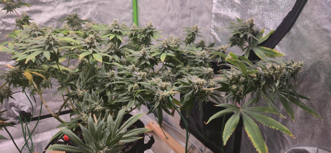 First Grow. Week 15 - 1/23