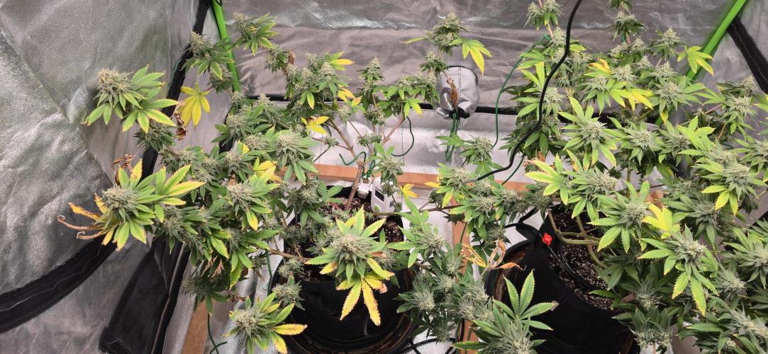 First Grow. Week 16 - Slow, but steady...