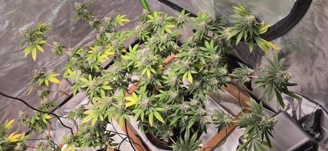 First Grow. Week 16 - Plants are still maturing, big fan leaves are starting to fade.