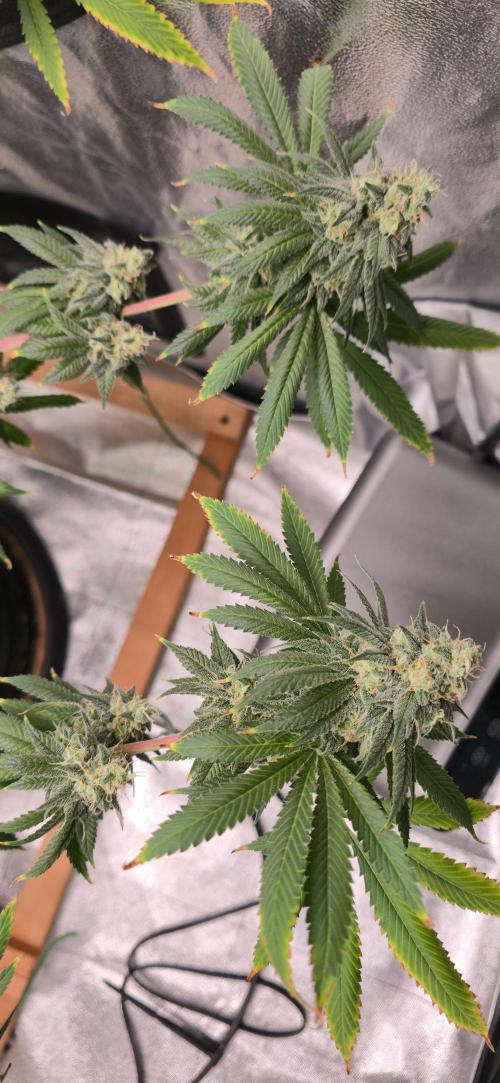 First Grow. Week 16 - Pistils are changing, but trichomes are still clear and cloudy.