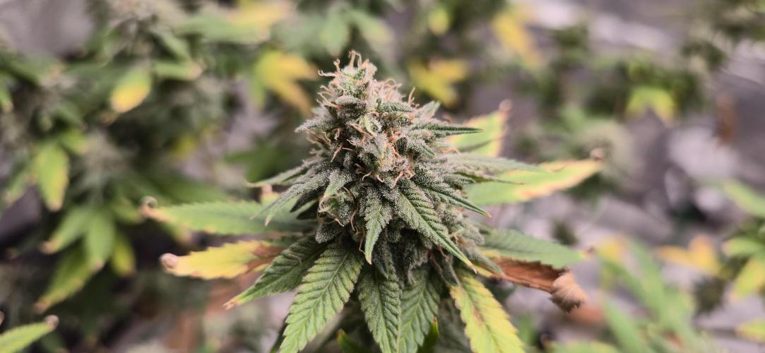 First Grow. Week 16 - Still all clear and cloudy, no amber.