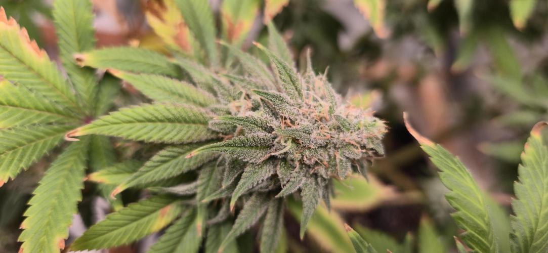 First Grow. Week 16 - No amber