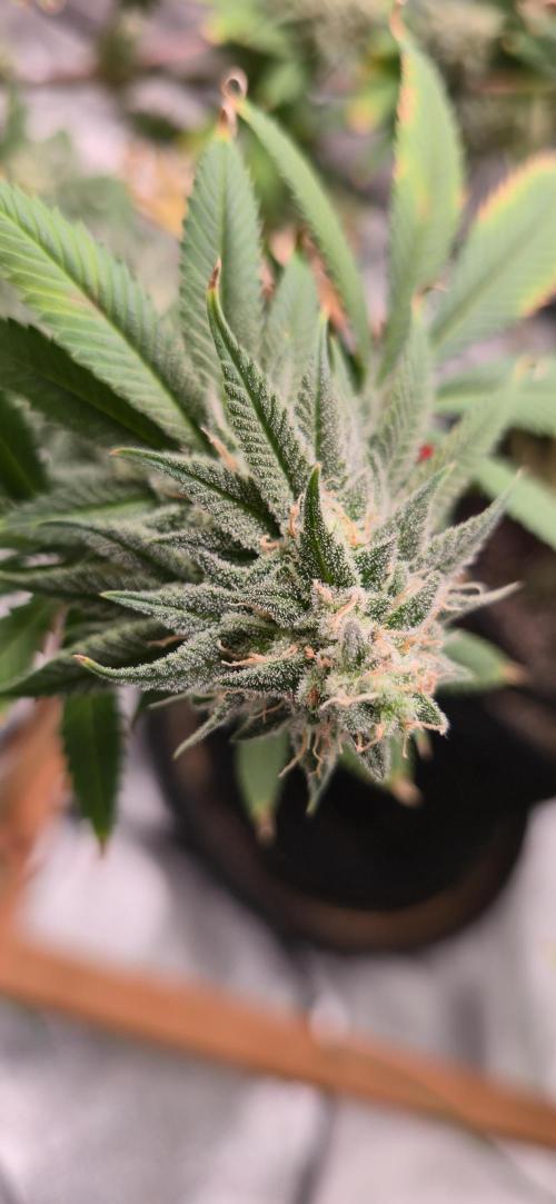 First Grow. Week 16 - No amber