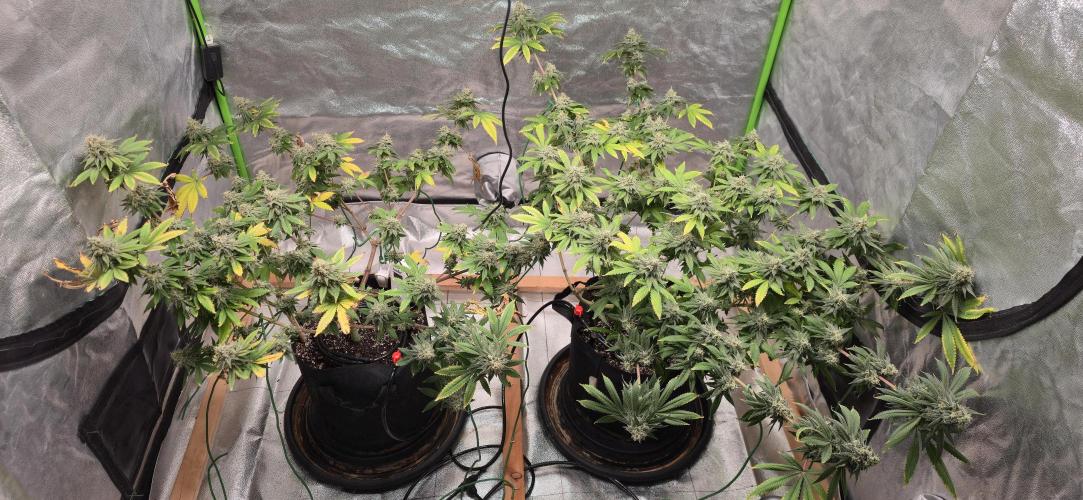 First Grow. Week 16 - Getting closer...