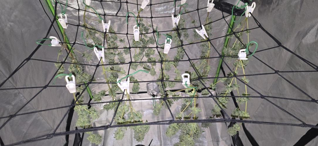 First Grow. Week 17 - Everything trimmed and up to dry.