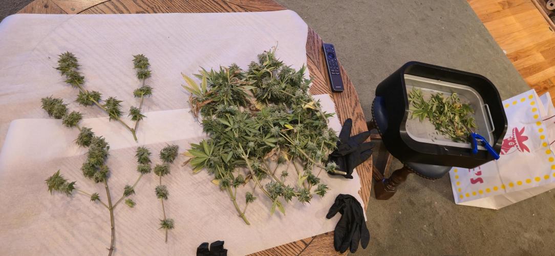 First Grow. Week 17 - CD #2 before trim