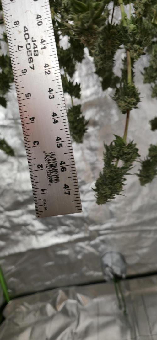 First Grow. Week 17 - 3" main colas, pretty happy with my first run.