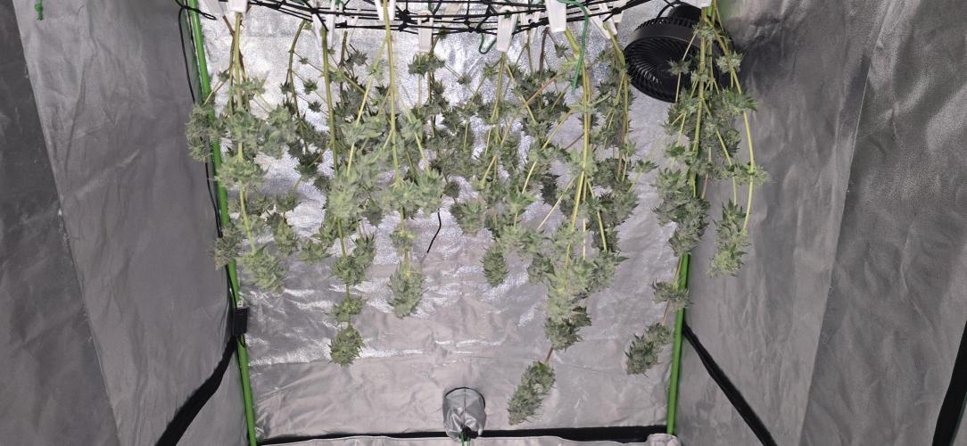 First Grow. Week 17 - Maybe 4oz?