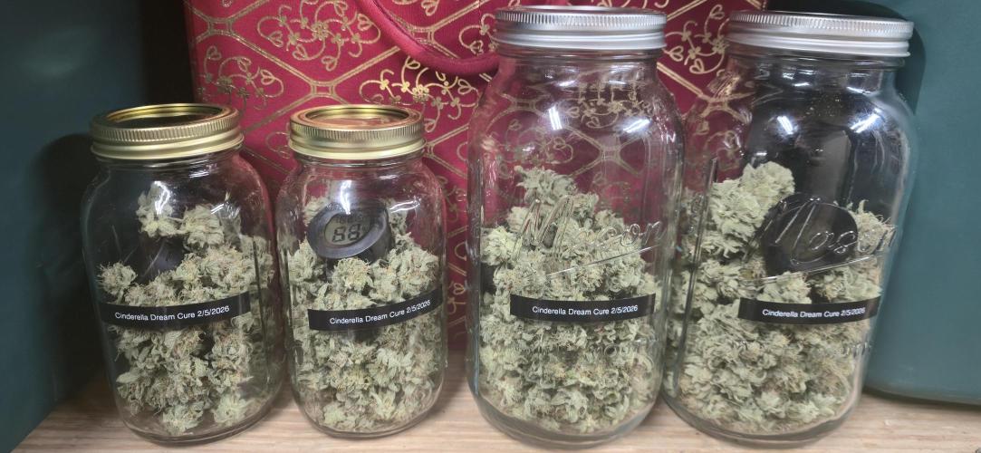 First Grow. Week 17 - Think I am going to call this 4-5oz harvested.  Now we are into cure for 4-6 wks