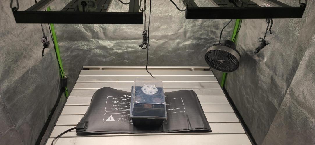 Cinderella Dream part deux. Week 0 - Low intensity light and a warming mat for the new girls