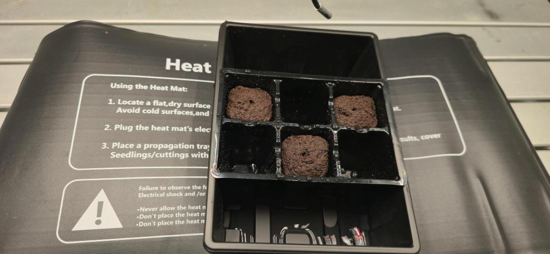 Cinderella Dream part deux. Week 0 - Can't see them, but they are in there.  