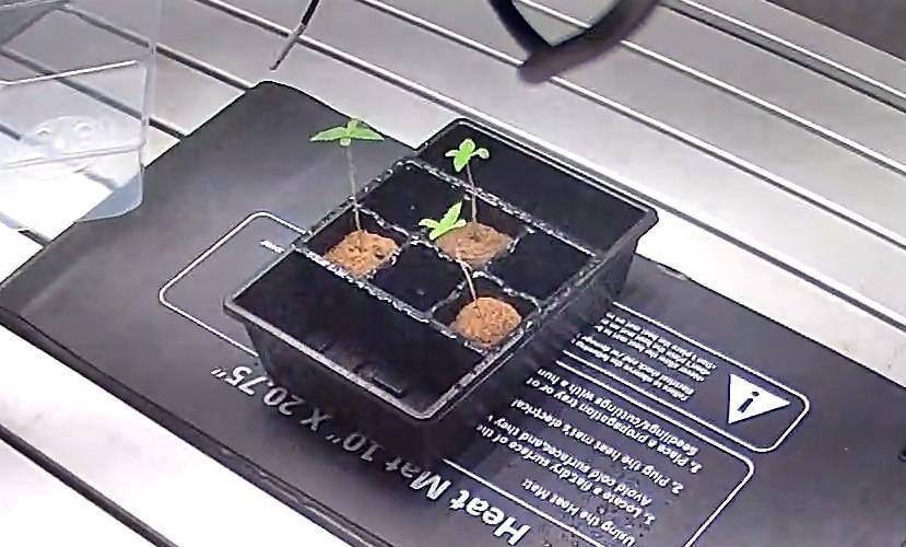 Cinderella Dream part deux. Week 1 - Just getting started...