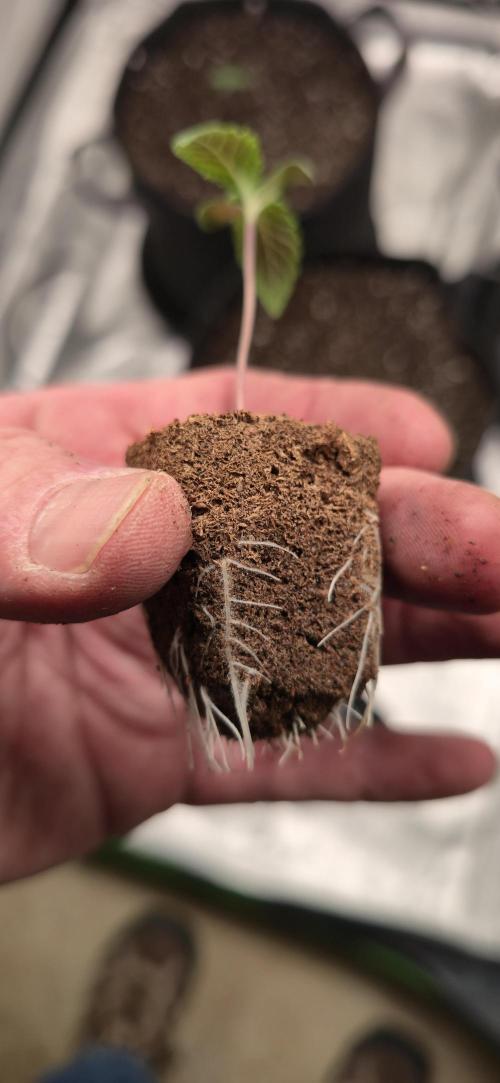 Cinderella Dream part deux. Week 2 - Seedling roots look strong