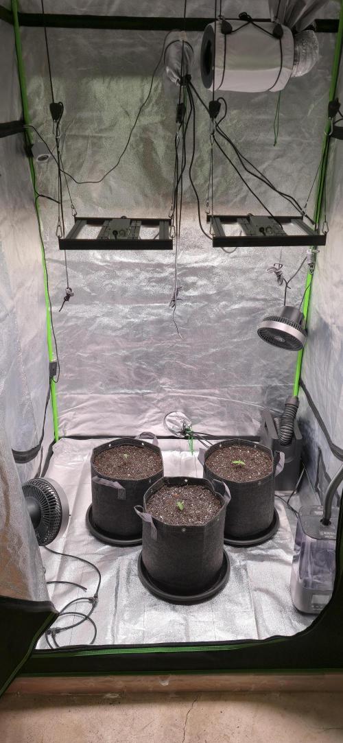 Cinderella Dream part deux. Week 2 - Moved Heater and humidifier into the tent...