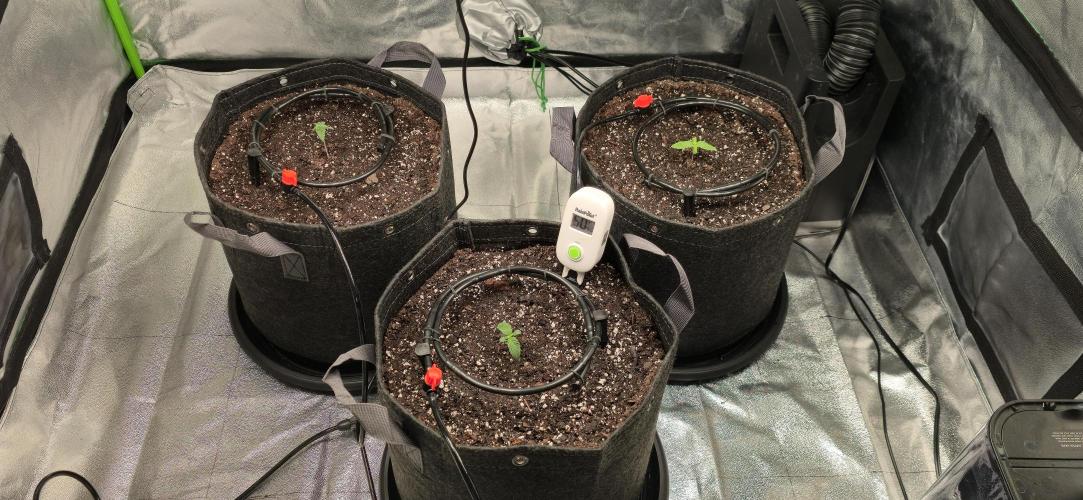 Cinderella Dream part deux. Week 2 - Girls are happy in new 5 gal pots