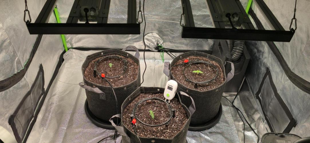 Cinderella Dream part deux. Week 2 - Another shot, 17" light distance at 50%.