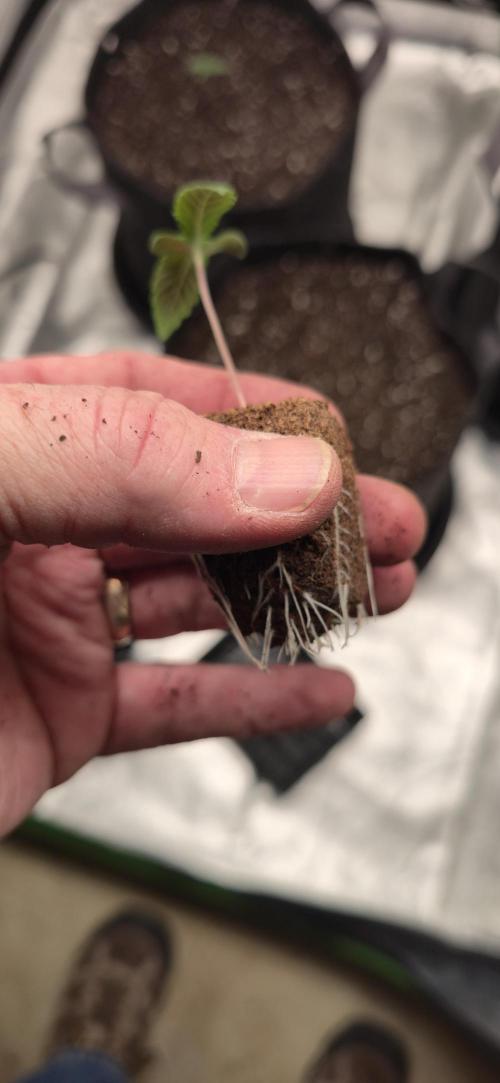 Cinderella Dream part deux. Week 2 - One of the other girls