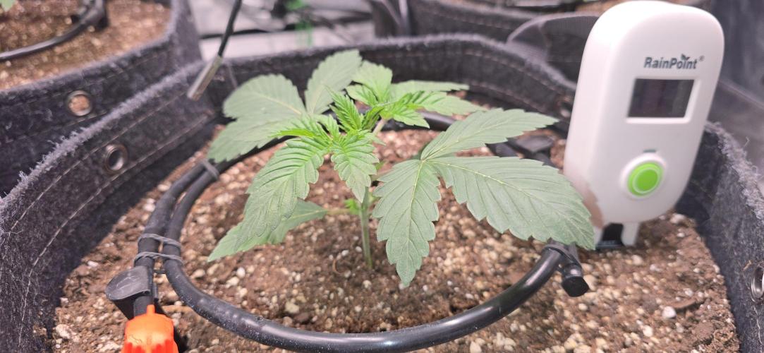 Cinderella Dream part deux. Week 3 - Seedling 1