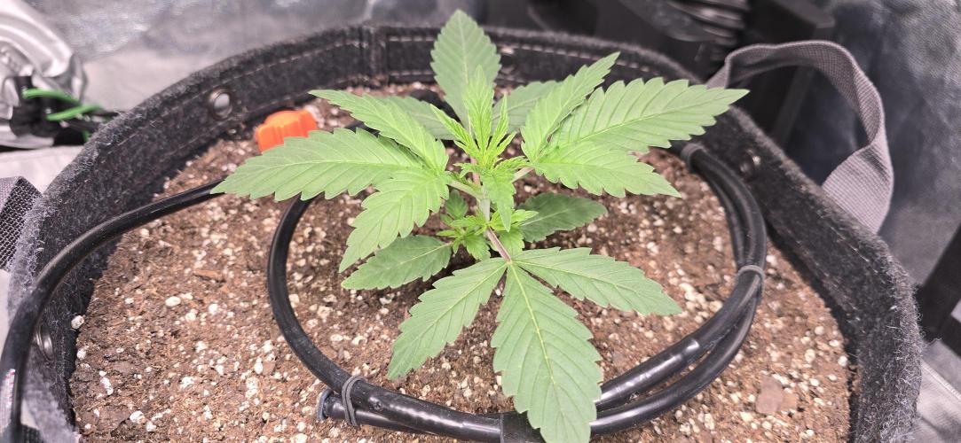 Cinderella Dream part deux. Week 3 - Seedling 2