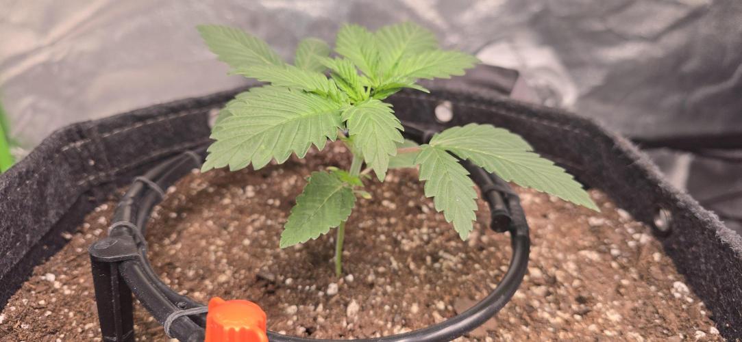 Cinderella Dream part deux. Week 3 - Seedling 3
