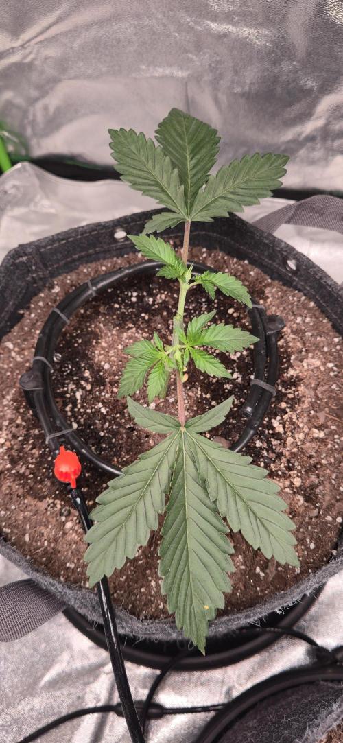 Cinderella Dream part deux. Week 4 - Plant 1