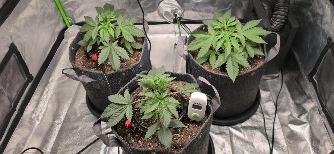 Cinderella Dream part deux. Week 4 - 14 Days from transplant