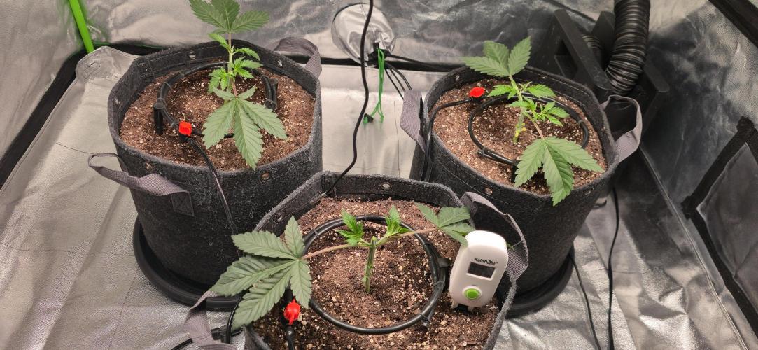 Cinderella Dream part deux. Week 4 - Manifold begun
