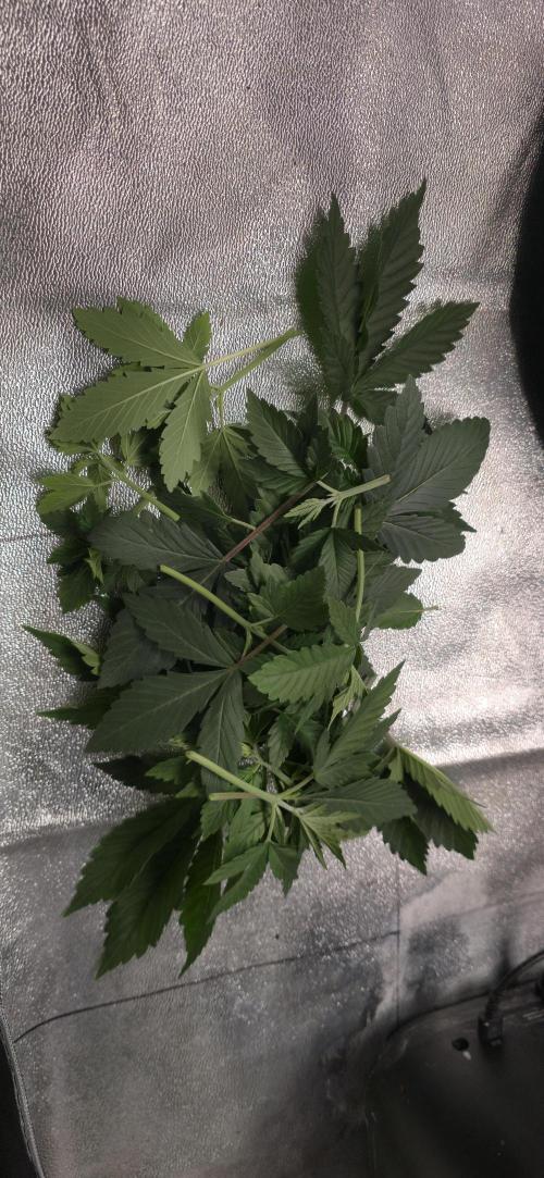 Cinderella Dream part deux. Week 4 - The trimmings