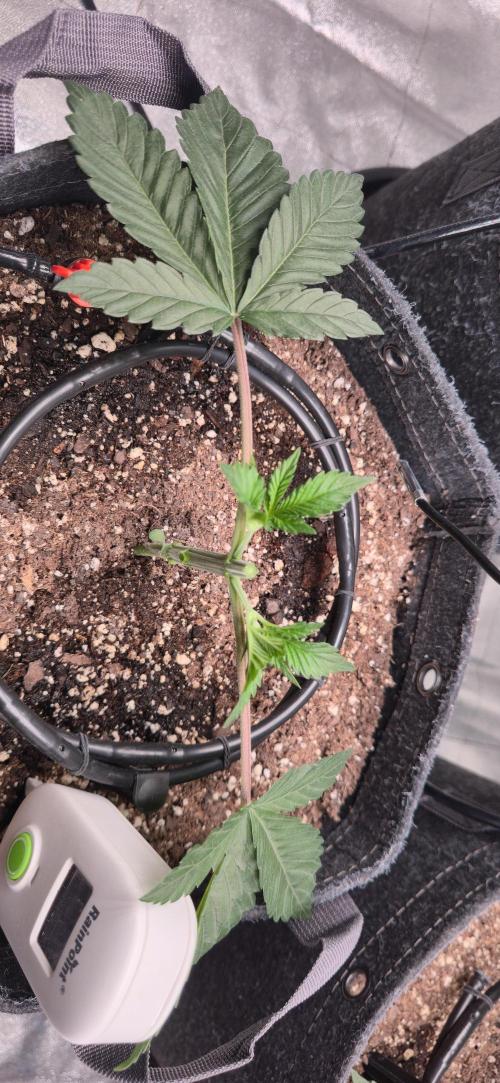Cinderella Dream part deux. Week 4 - Plant 2