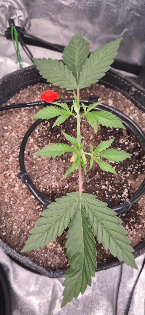 Cinderella Dream part deux. Week 4 - Plant 3