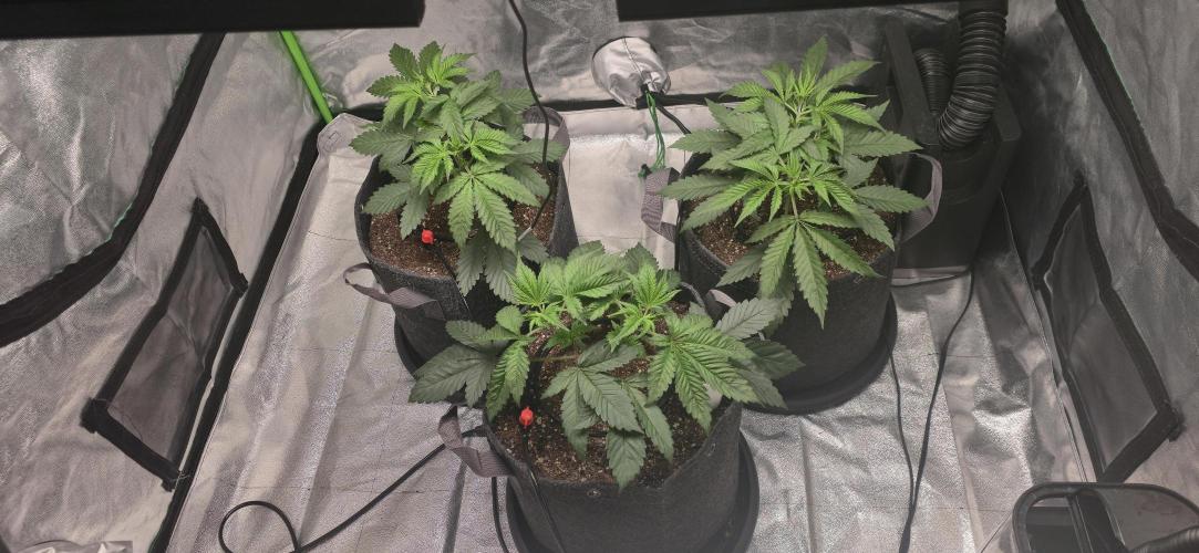 Cinderella Dream part deux. Week 5 - 3rd node emerging on the manifold.  Will start LST in a few days.