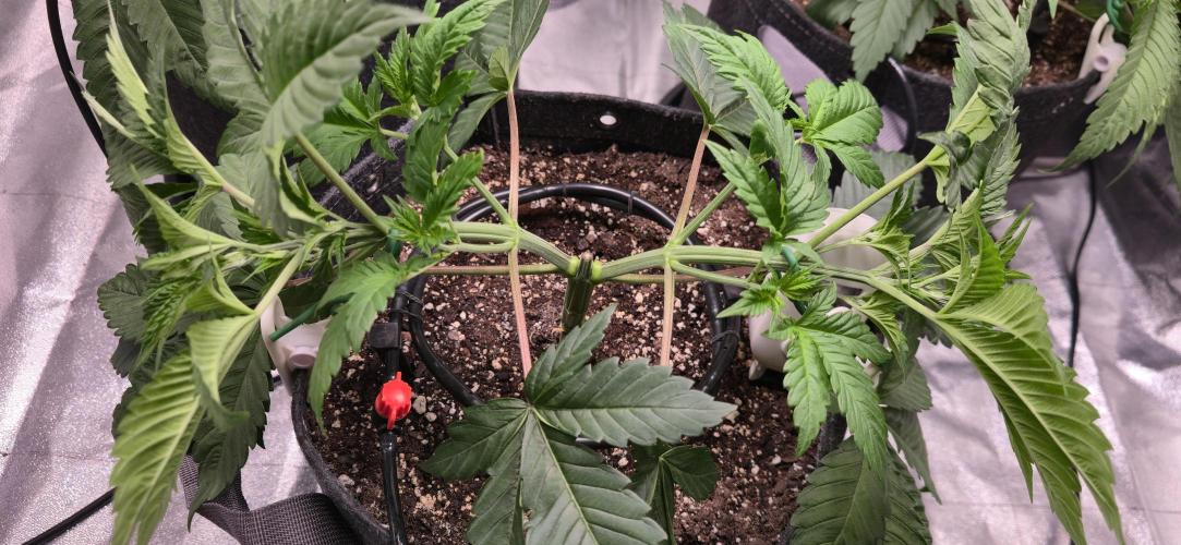 Cinderella Dream part deux. Week 5 - Started LST