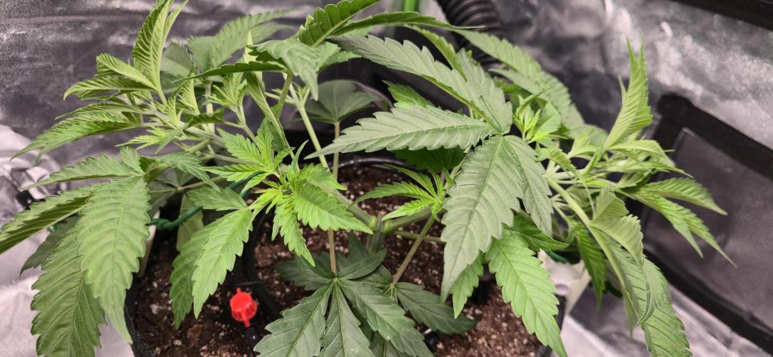 Cinderella Dream part deux. Week 5 - Started LST