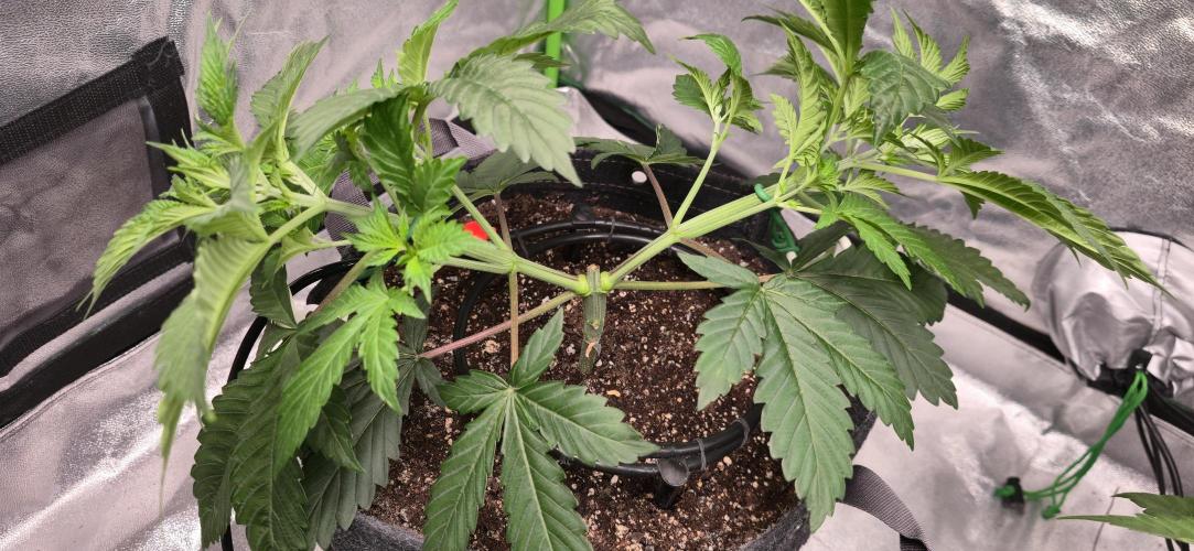 Cinderella Dream part deux. Week 5 - Started LST
