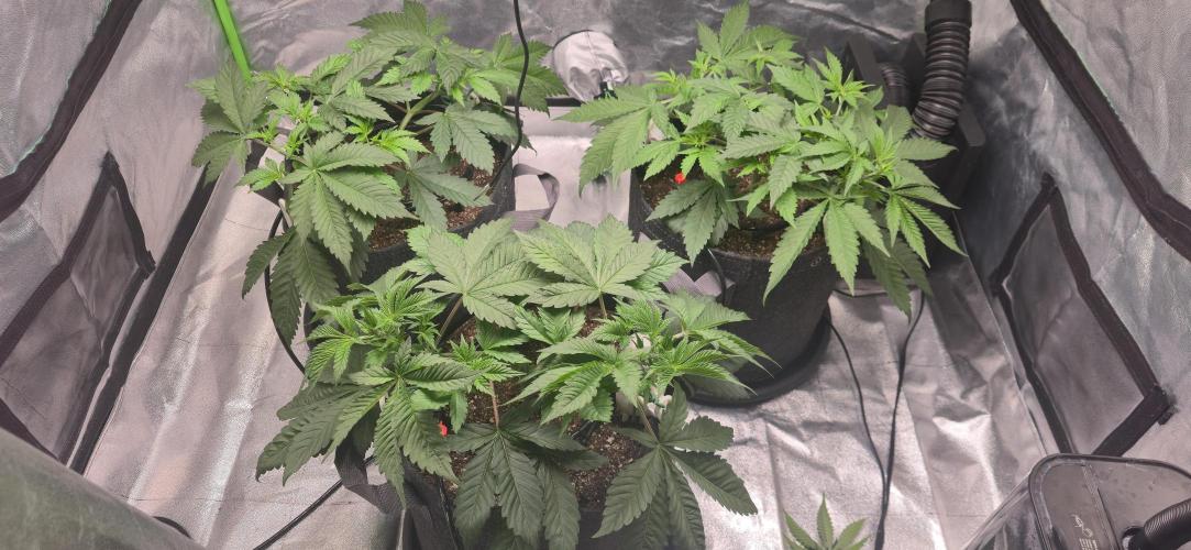 Cinderella Dream part deux. Week 5 - Girls all turned over over night, after I started LST.  