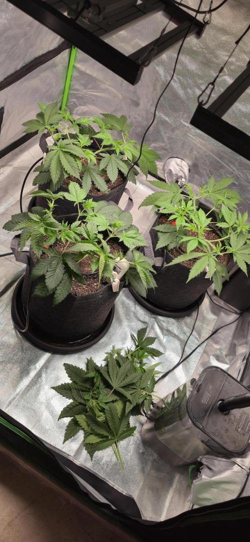 Cinderella Dream part deux. Week 5 - Topped the branches back to node 3.   Tried to leave about 1" of stem.