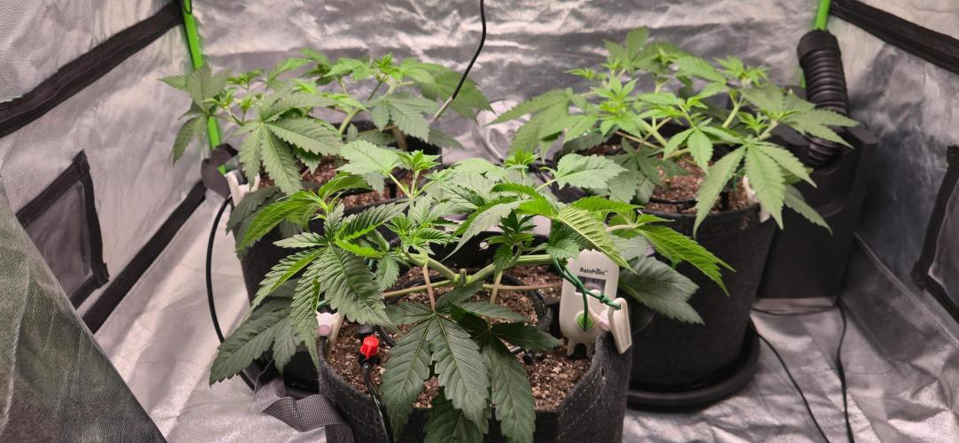 Cinderella Dream part deux. Week 5 - All trimmed up and should be good to go.  