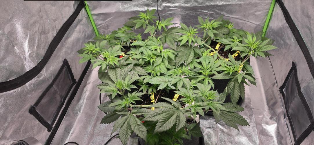 Cinderella Dream part deux. Week 6 - 3/20 - Initial LST with bud clips on the four larger branches.
