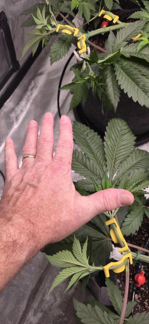 Cinderella Dream part deux. Week 6 - I have pretty big hands and these fan leaves are about 6" across.