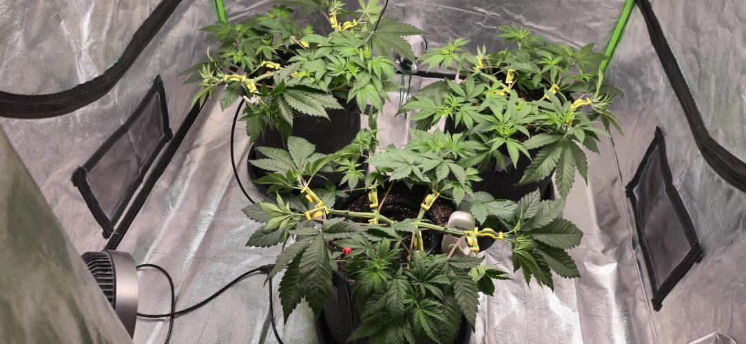 Cinderella Dream part deux. Week 6 - 3/21 - Finished LST on all of the branches, except one that is a bit short.