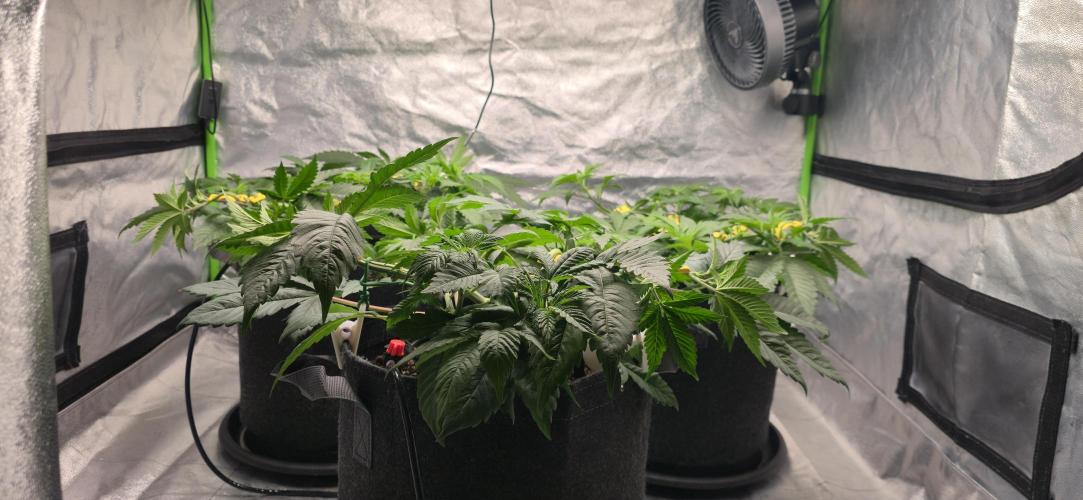 Cinderella Dream part deux. Week 6 - Flat canopy!