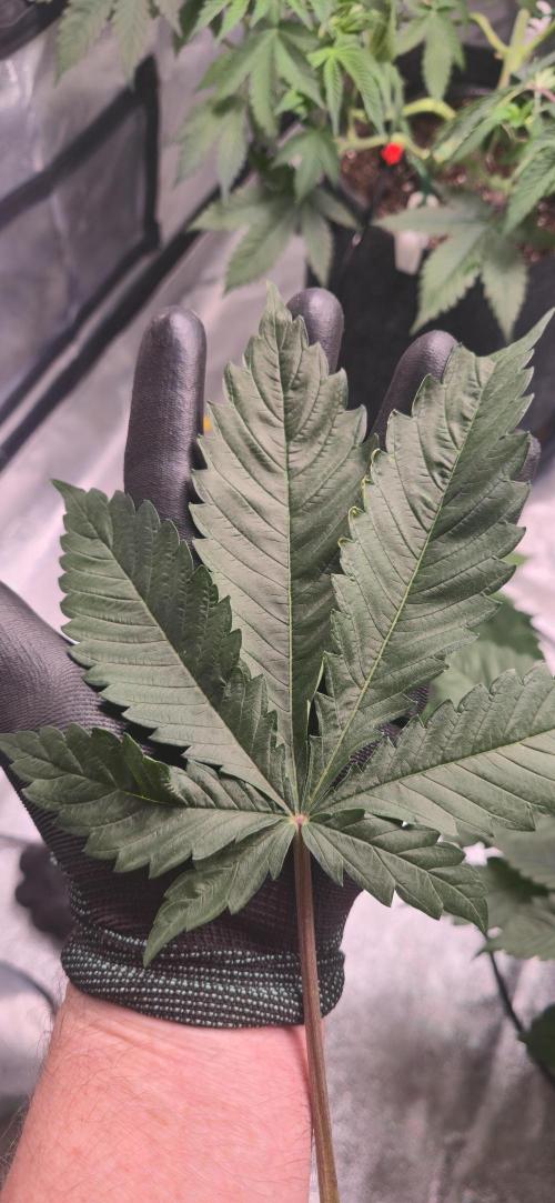 Cinderella Dream part deux. Week 7 - Huge fan leaves