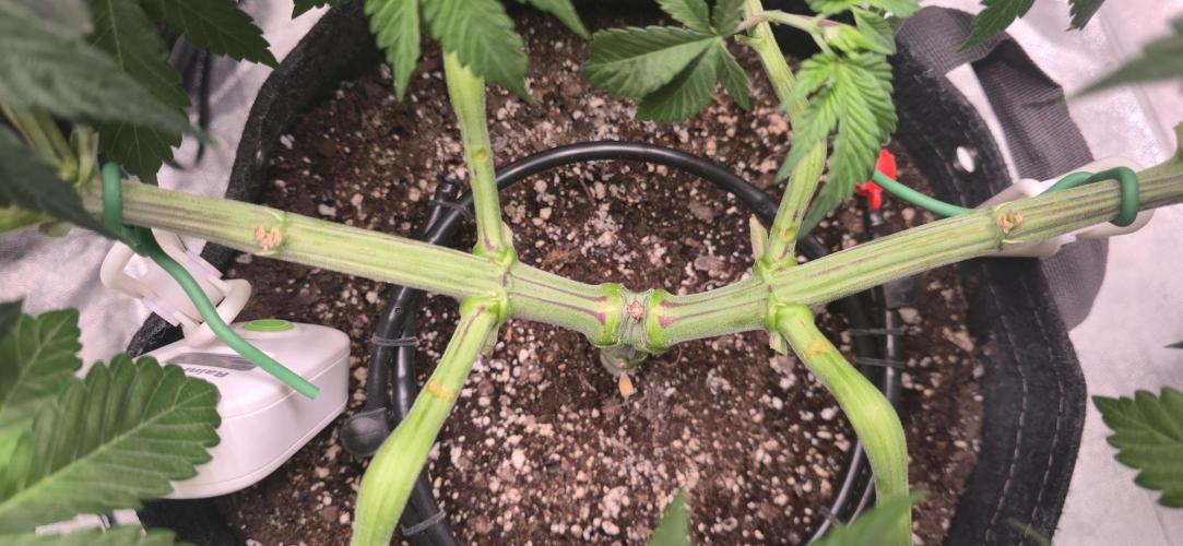 Cinderella Dream part deux. Week 7 - Strong nodes
