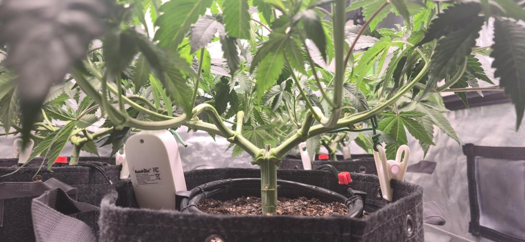 Cinderella Dream part deux. Week 7 - Loving the manifold