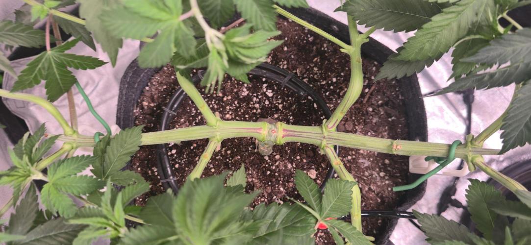 Cinderella Dream part deux. Week 7 - Strong nodes
